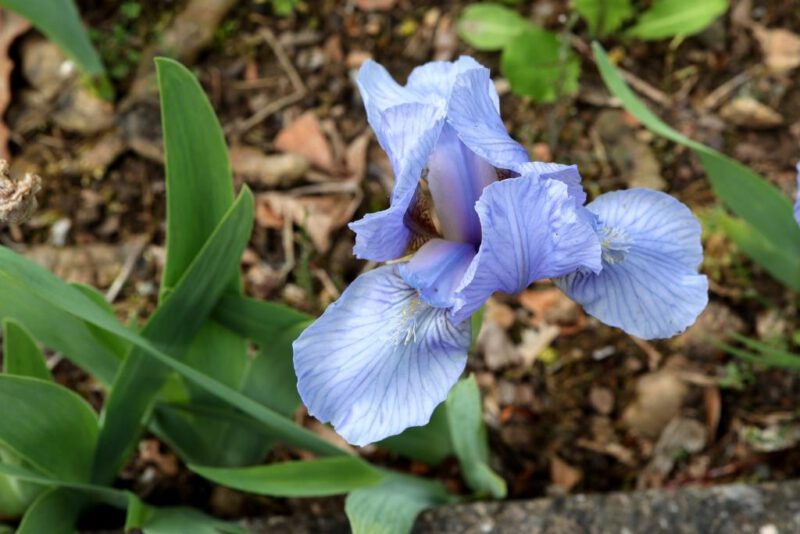 Ich bin eine Blume auf den Wiesen des Scharon, eine Lilie der Täler. Hdl 2,1
(Blüte im Heggepark)