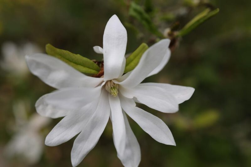 Ich bin eine Blume....
(Blüte im Heggepark)