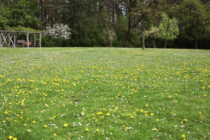 Ich bin eine Blume auf den Wiesen des Scharon. Hdl 2,1 - 
(Apfelbaumwiese im Heggepark)
