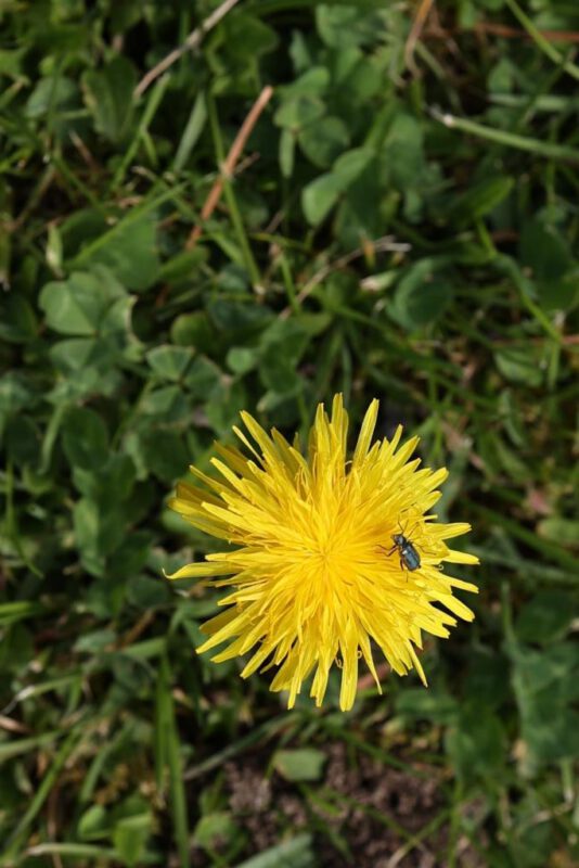 Die Blumen zeigen sich im Land. Hld 2,12
(Blüte im Heggepark)