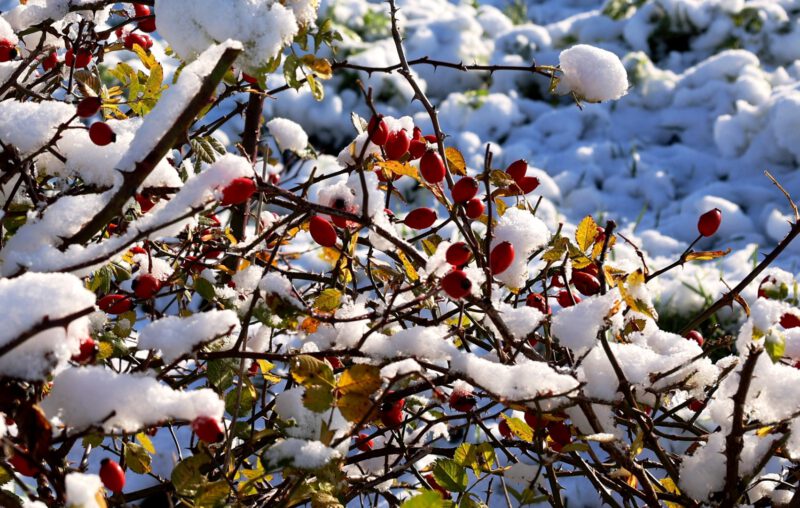 Der erste Schnee