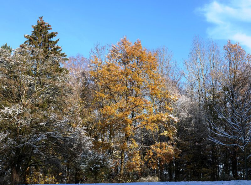 Winterlich-herbstliche Bäume im Hegge-Park