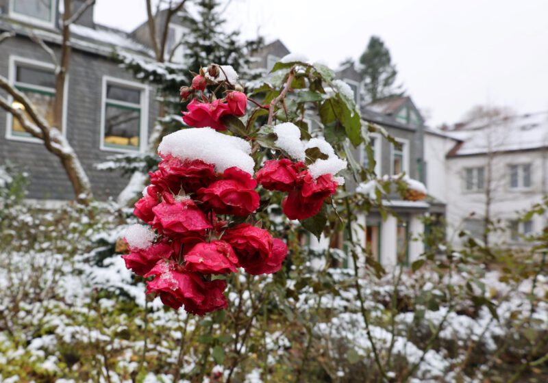 Rosenblüten im Schnee vor der Hegge am 2. Advents-Sonntag