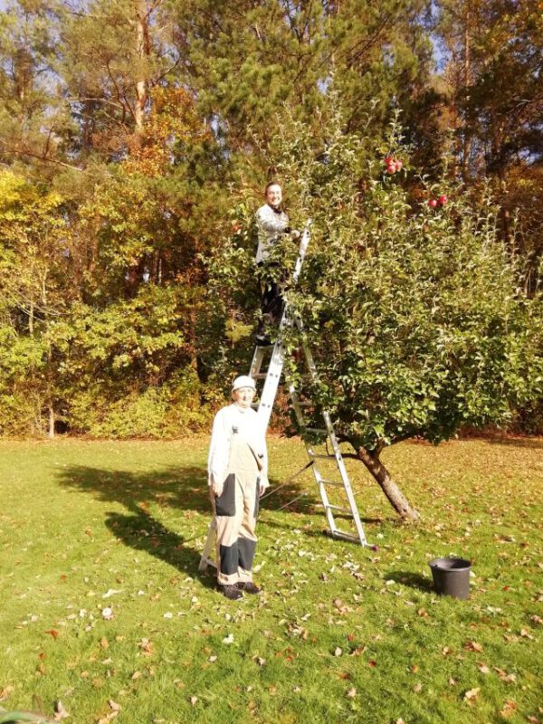 die letzten Äpfel werden gepflückt
