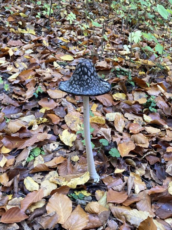 Pilz auf der Hegge
