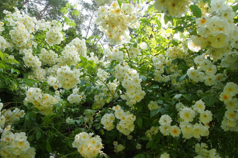 Blüten-Fülle