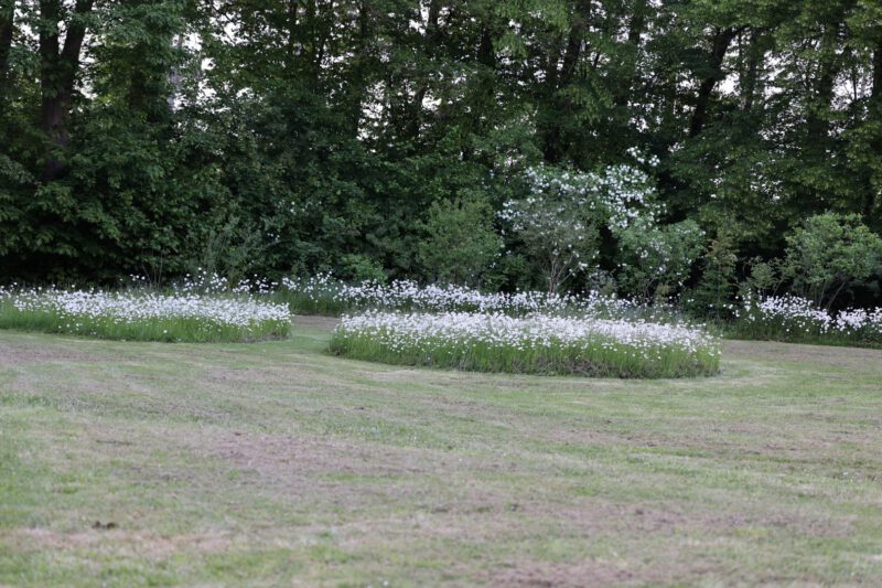 Blumeninsel im Rasen