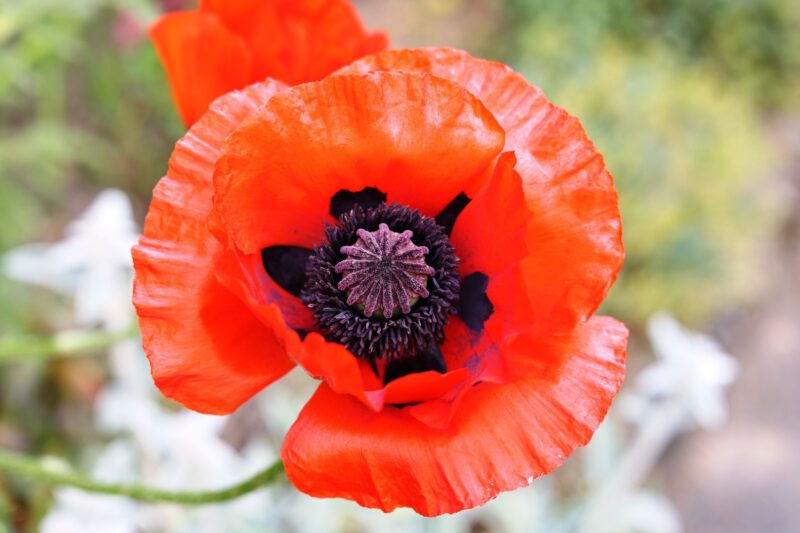 Klatschmohn 