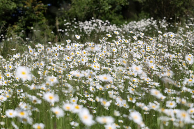 Blütenmeer - Esstisch für die Insekten