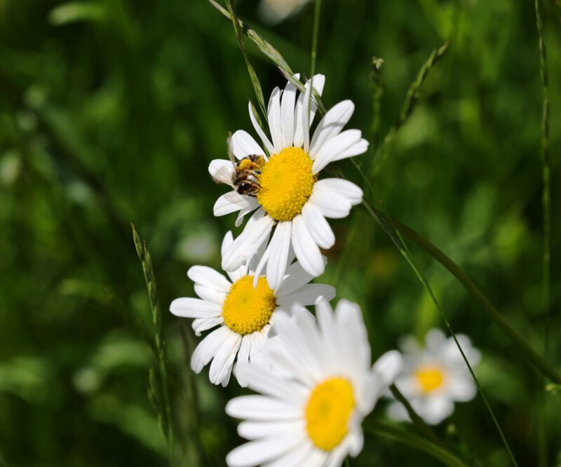 Und die Biene auch