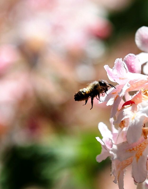 Bienenfreundliche Pflanzen auf der Hegge