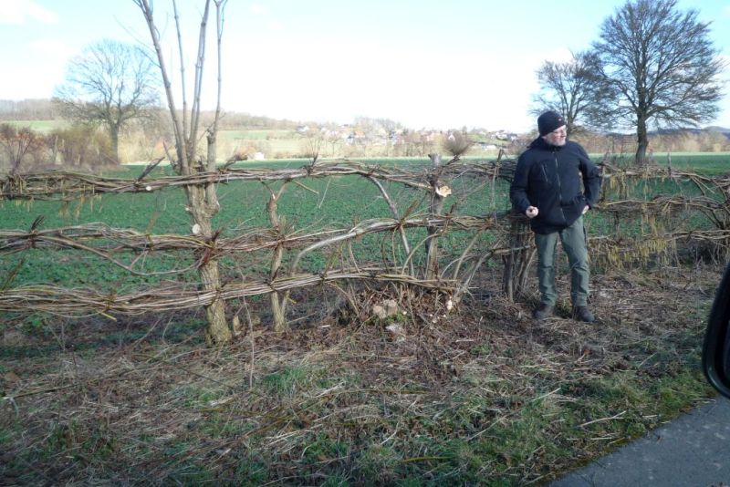 Nieheimer Flechthecke